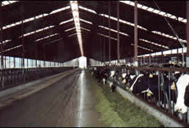 Mallories Dairy Freestall Barn