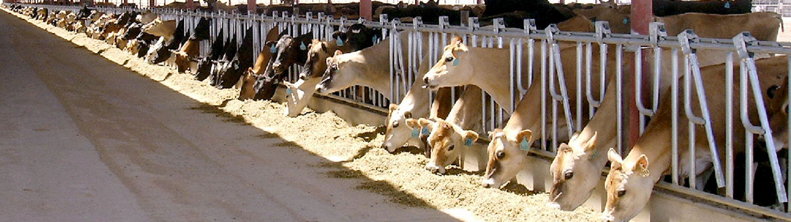 cow feeding