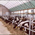 Agway barn feeding