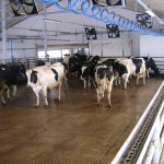 Estonia herd traffic