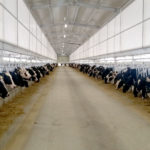 Cow barn - feeding time